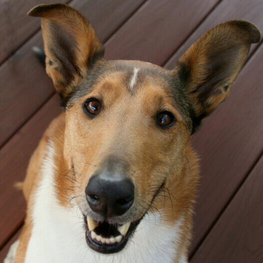 Smooth hot sale collie dog